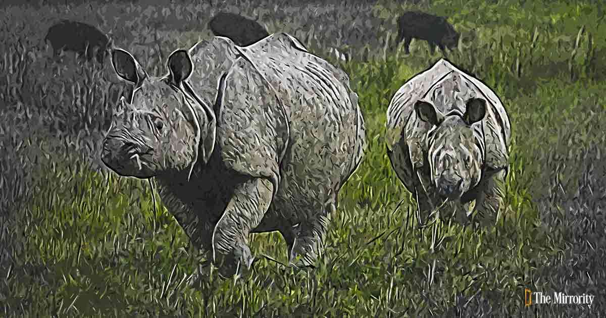 Government efforts lead to a rise in the population of vulnerable one-horned rhinos